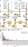 Individualization of the Model with Genomic and Transcriptomic Data